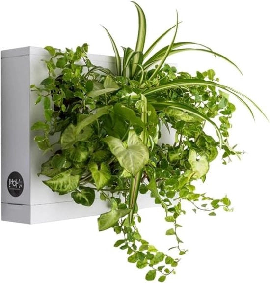 Giardino Verticale - 1 Pianta di Muro Verticale Bianca per 6 Piante e Muschio di Sphagno