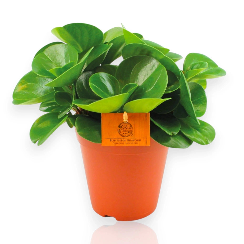 Gardenaria Peperomia obtusifolia 'Green gold' - Pianta da interno ornamentale Altezza: 25 cm (vaso 15)