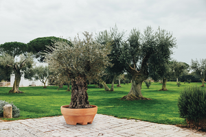 Vaso URSUS 120 (120 x 60H) in Resina per Piante di grandi dimensioni Colore: Bronzo