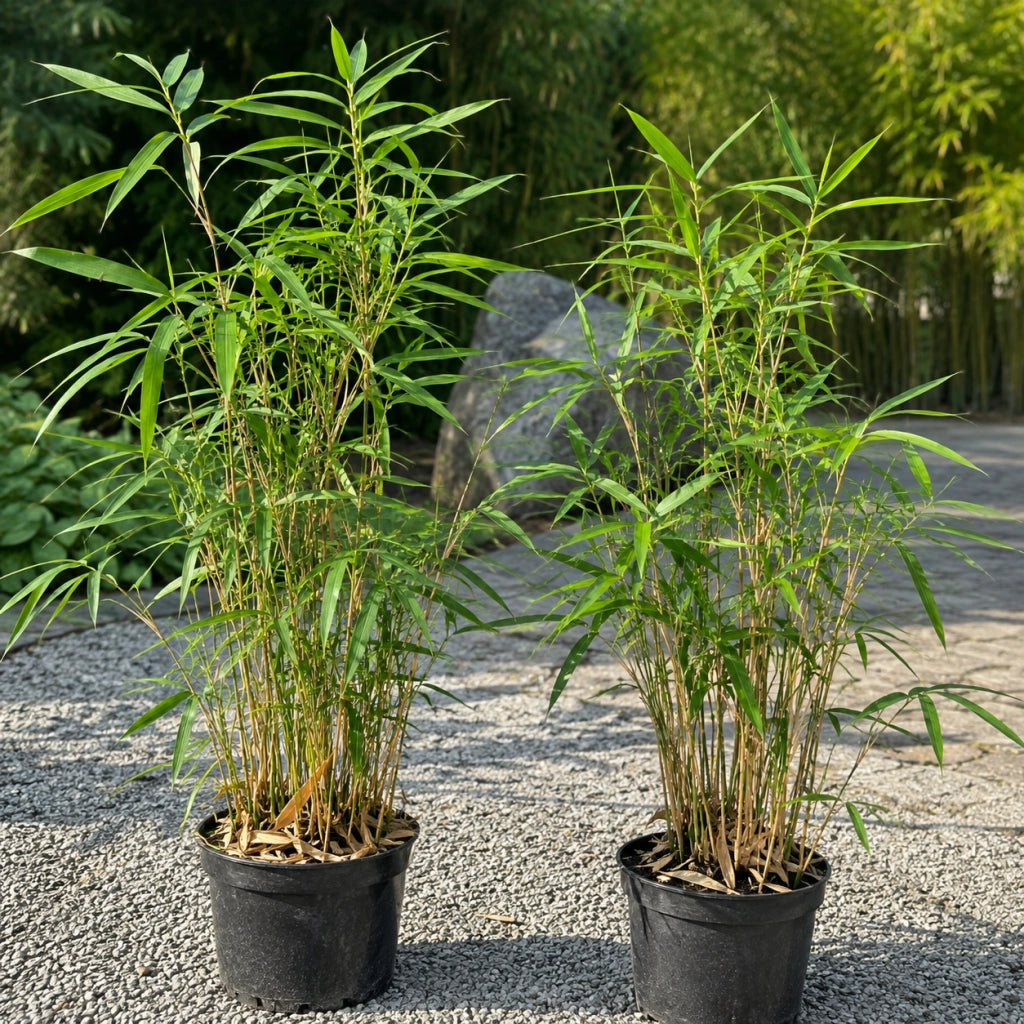 Gardenaria Bambù Nano Tsutsumiana - Bambusa tsutsumiana - Bambù ornamentale da esterno Altezza: 50 cm (vaso 24)