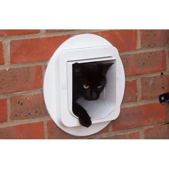 lembo Microchip cat