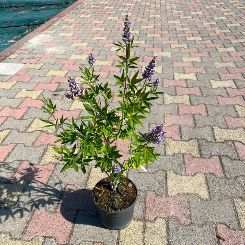 Pianta di Vitex Agnus-Castus Lillà delle indie in vaso 18 cm AMDGarden