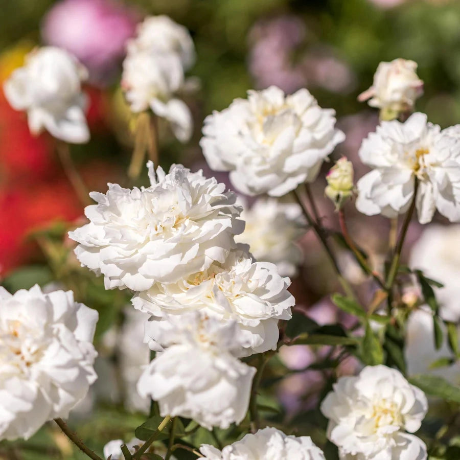 Gardenaria Rosa 'Susan Williams Ellis' - Rosa da giardino Altezza: 40/50 cm (vaso20)