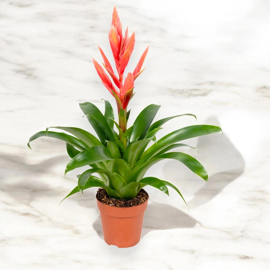 Gardenaria Tillandsia 'Ziva' - Pianta da interno ornamentale Altezza: 45 cm (vaso 12)