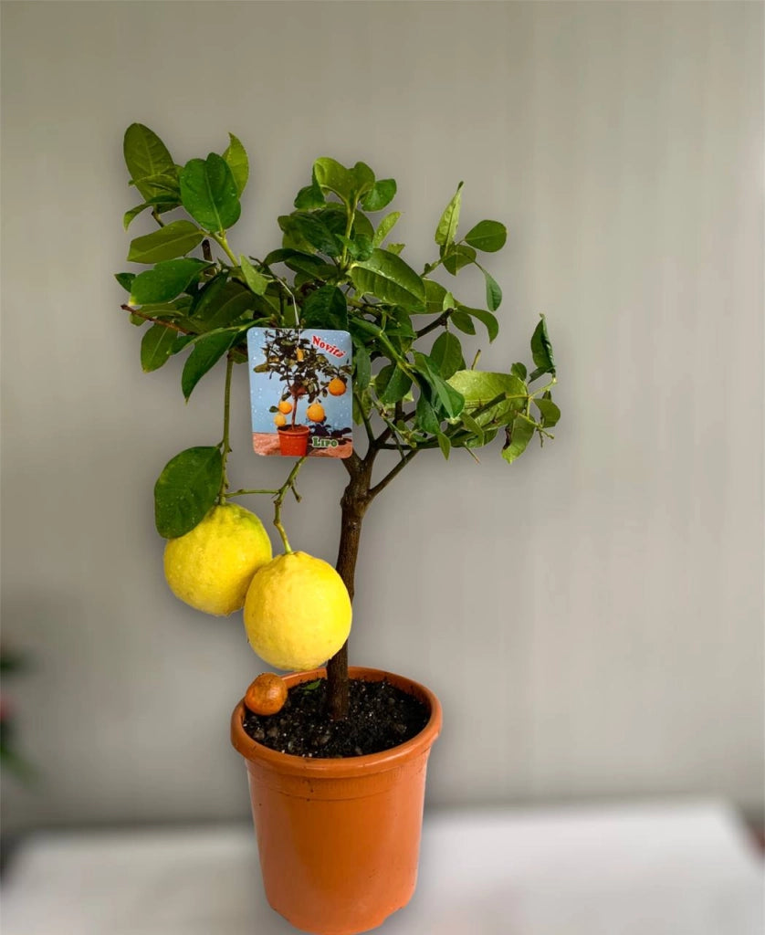 Pianta di Limone Imperiale, limone lipo ibrido tra limone e pompelmo foto reali