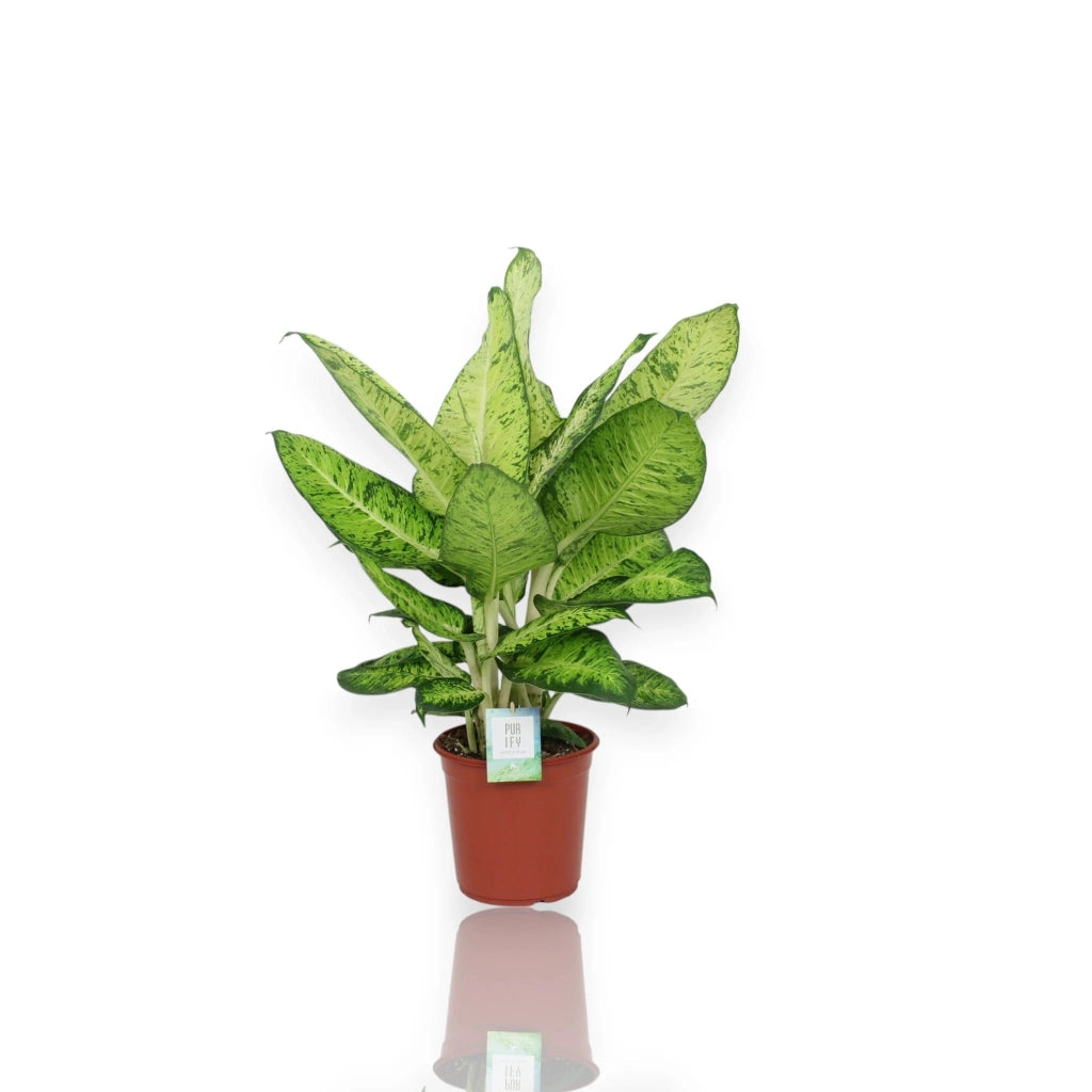 Gardenaria Dieffenbachia 'White Amazon' - Pianta da interno ornamentale Altezza: 80 cm (vaso 24)