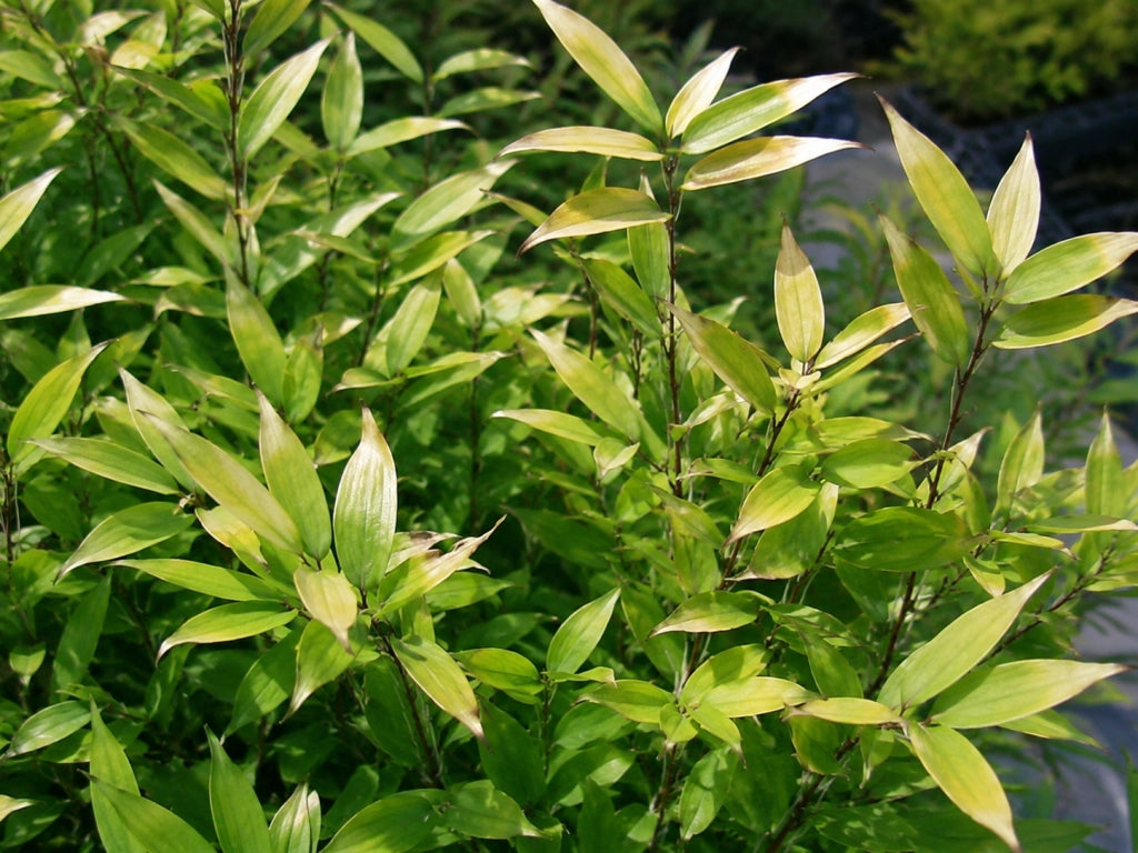 Gardenaria Bambù Nano Tsudoi - Shibataea kumasaca 'Tsudoi' - Bambù ornamentale da esterno Altezza: 30 cm (vaso 16)