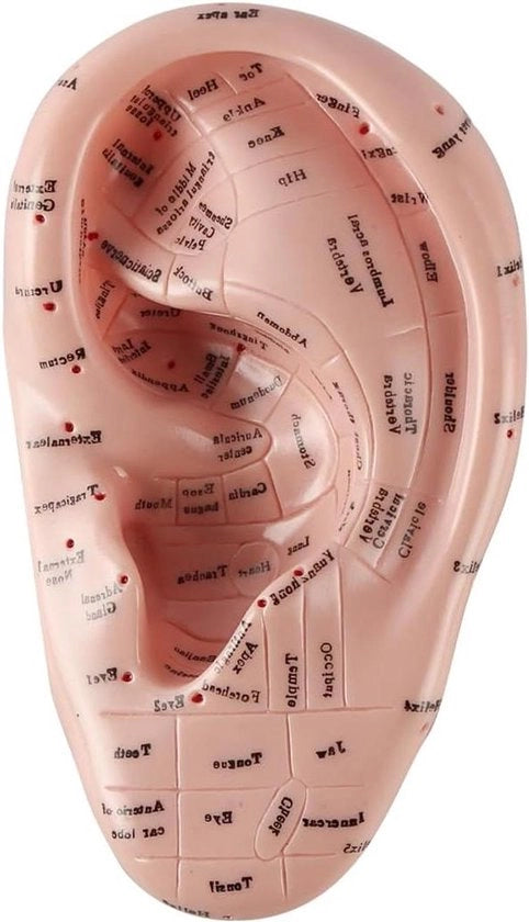 Modello di ooracupunctura da 17cm per studio anatomico e uso laboratoristico