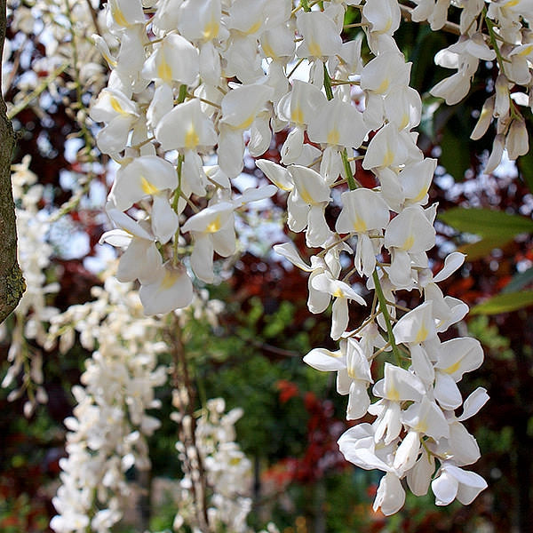 WISTERIA SINENSIS ALBA (Glicine) SPALL.40 (L.75 - H.160)