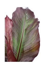 Ensete ventricosum Maurelii vaso 24 cm – Banano ornamentale tropicale