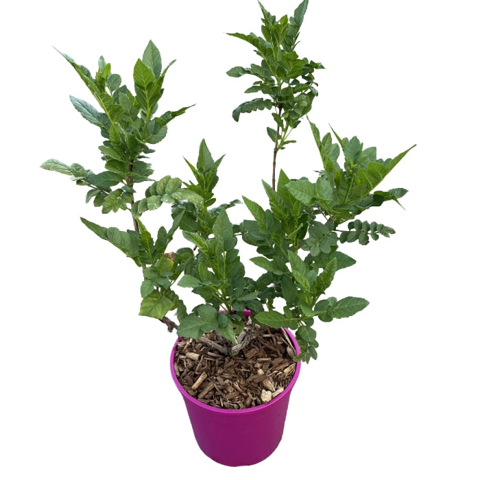 Pianta di Tecomaria Tropical Twist bignonia giallo-arancio vaso 18 cm AMDGarden