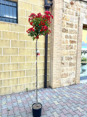Pianta ROSA SCARLET MEILLANDECORE® alberello ROSSA MEILLAND PIANGENTE FOTO REALE