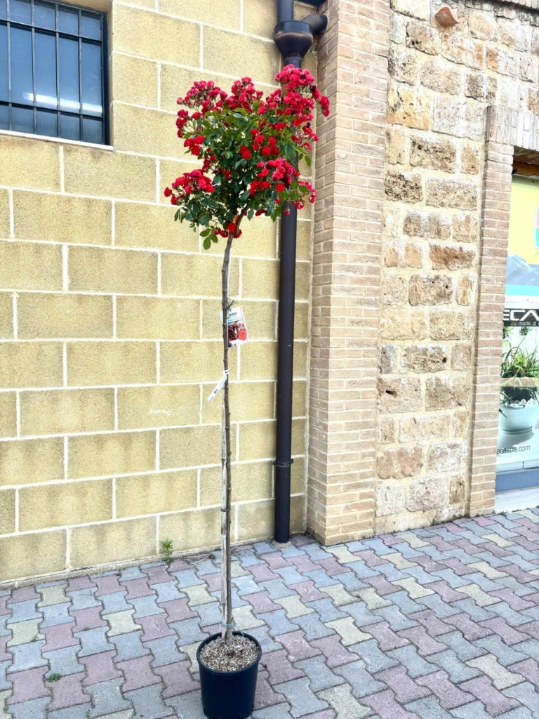 Pianta ROSA SCARLET MEILLANDECORE® alberello ROSSA MEILLAND PIANGENTE FOTO REALE