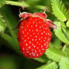 Rubus illecebrosus Lampone Fragola – Frutti rossi ornamentali