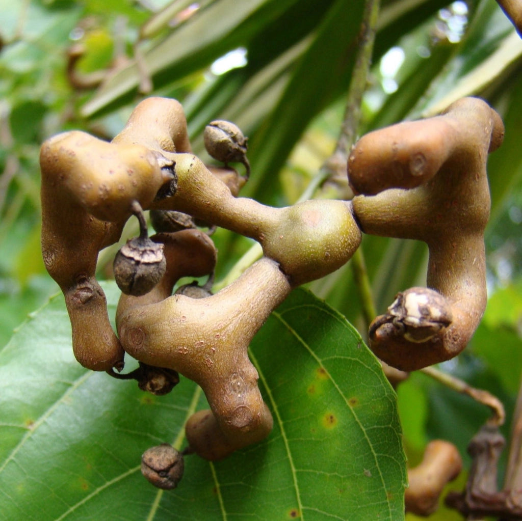 Pianta di Hovenia Dulcis Albero dell' Uva Passa vaso 18cm foto reali