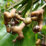 Pianta di Hovenia Dulcis Albero dell' Uva Passa vaso 18cm foto reali