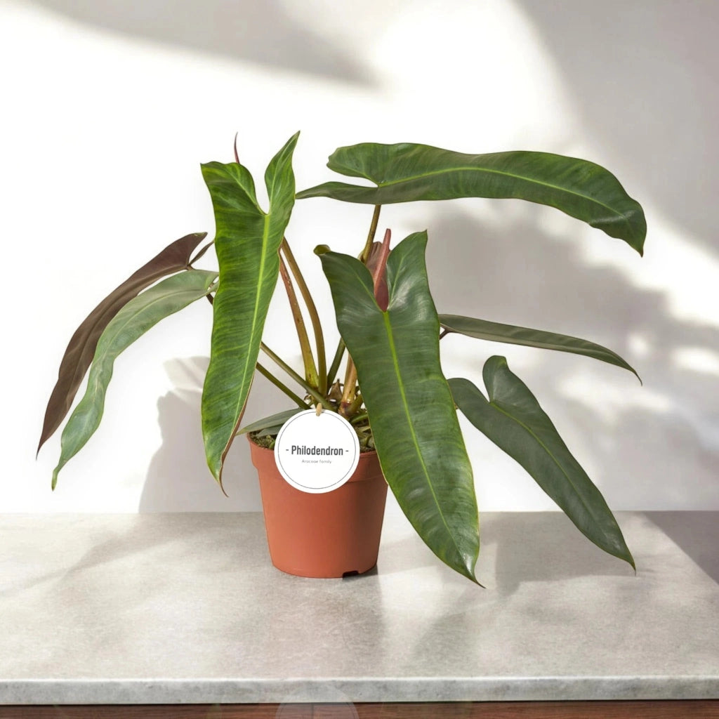 Gardenaria Philodendron atabapoense - Pianta da interno ornamentale Altezza: 30 cm (vaso 12)