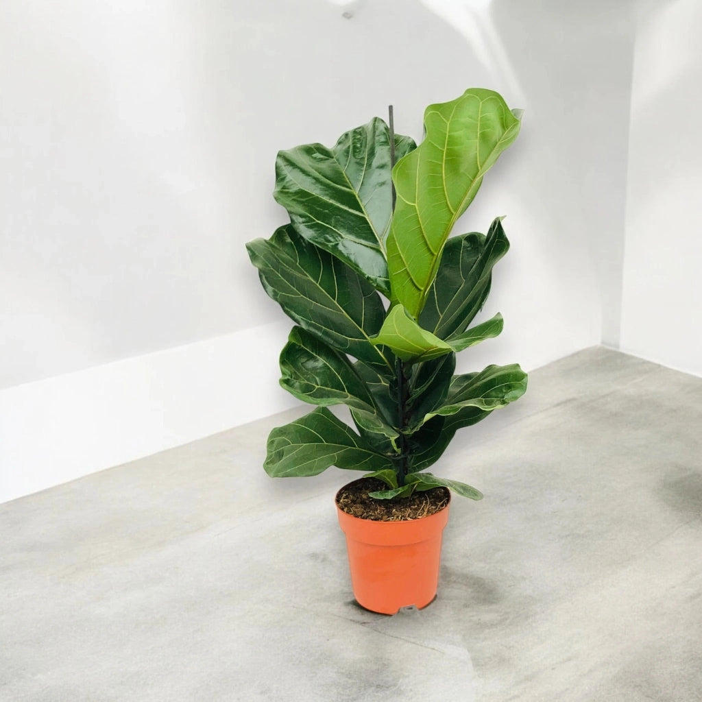 Gardenaria Ficus lyrata - Pianta da interno ornamentale Altezza: 100 cm (vaso 27)