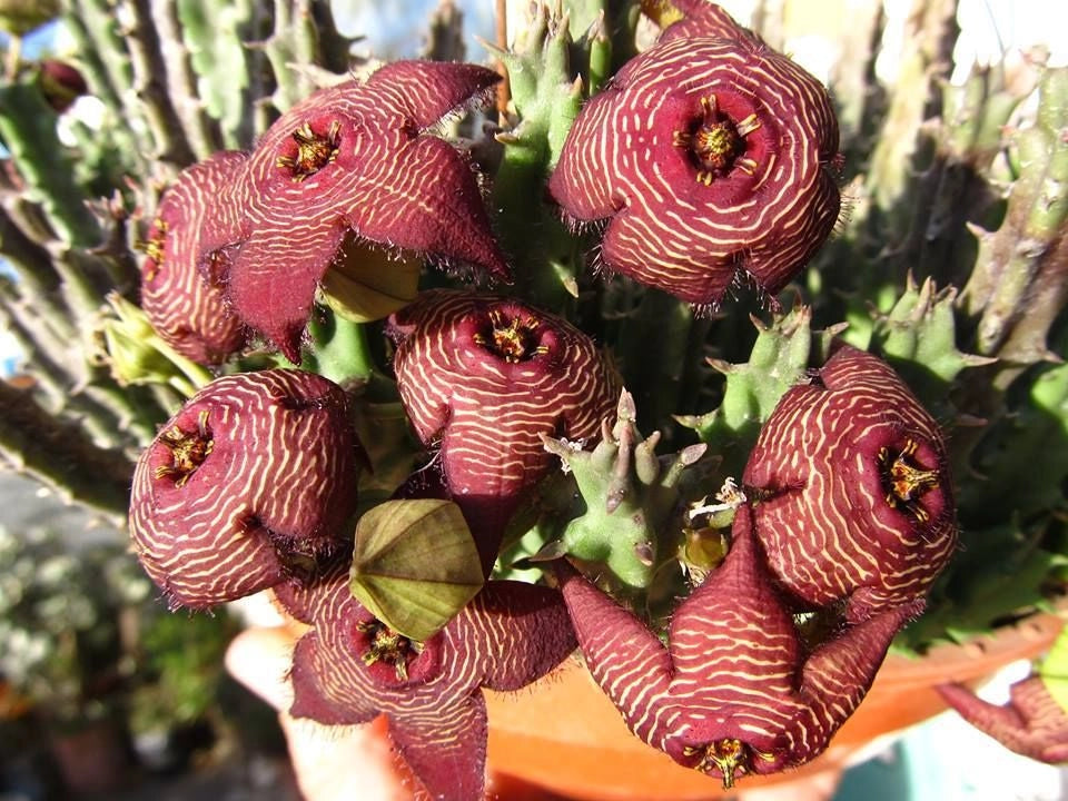 Stapelia revoluta tigrida vaso 10,5cm pianta grassa succulenta foto reali