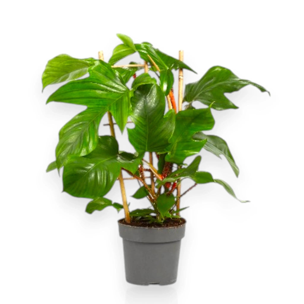 Gardenaria Philodendron squamiferum - Pianta da interno ornamentale Altezza: 40 cm (vaso 14)