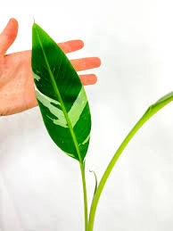 Musa Florida Variegata, banano variegato pianta rara tropicale vaso 18cm H 100cm