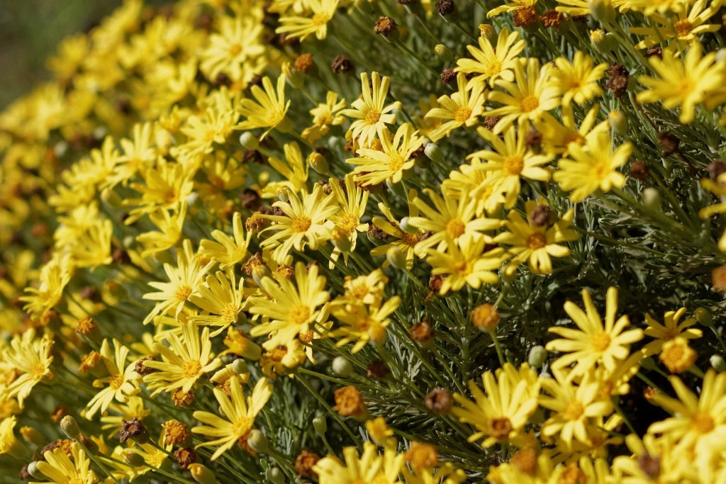 EURYOPS PECTINATUS (MARGHERITA GIALLA) VASO 18