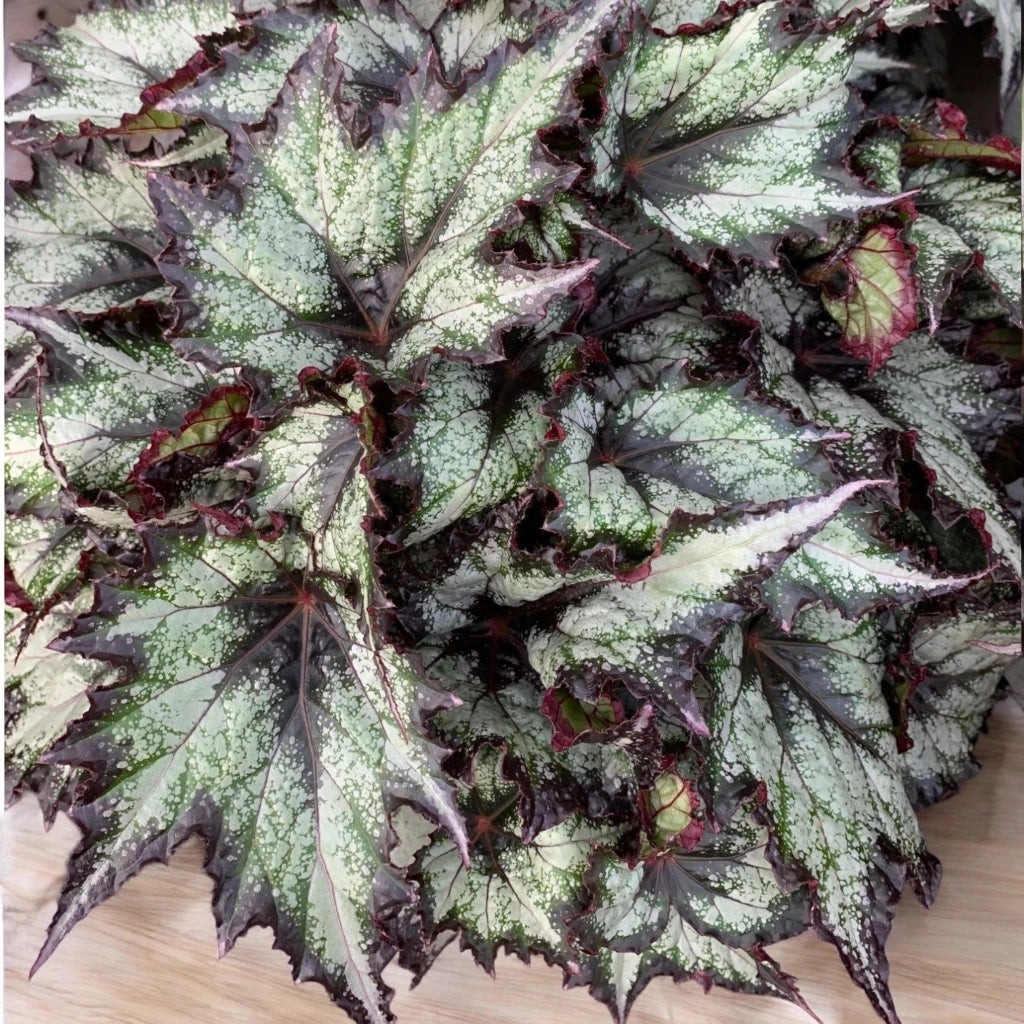 Gardenaria Begonia rex 'Green Valley' - Pianta da interno ornamentale Altezza: 25 cm (vaso 13)
