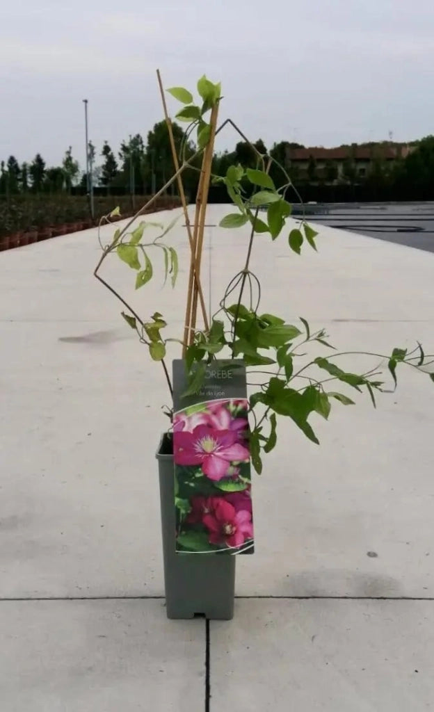 Gardenaria Clematis 'Ville De Lyon' - Pianta rampicante ornamentale da esterno Altezza: 100/125 cm (vaso19)