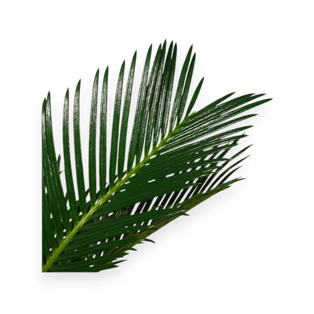 Gardenaria Cycas revoluta - Pianta da interno ornamentale Altezza: 35 cm (vaso 12)