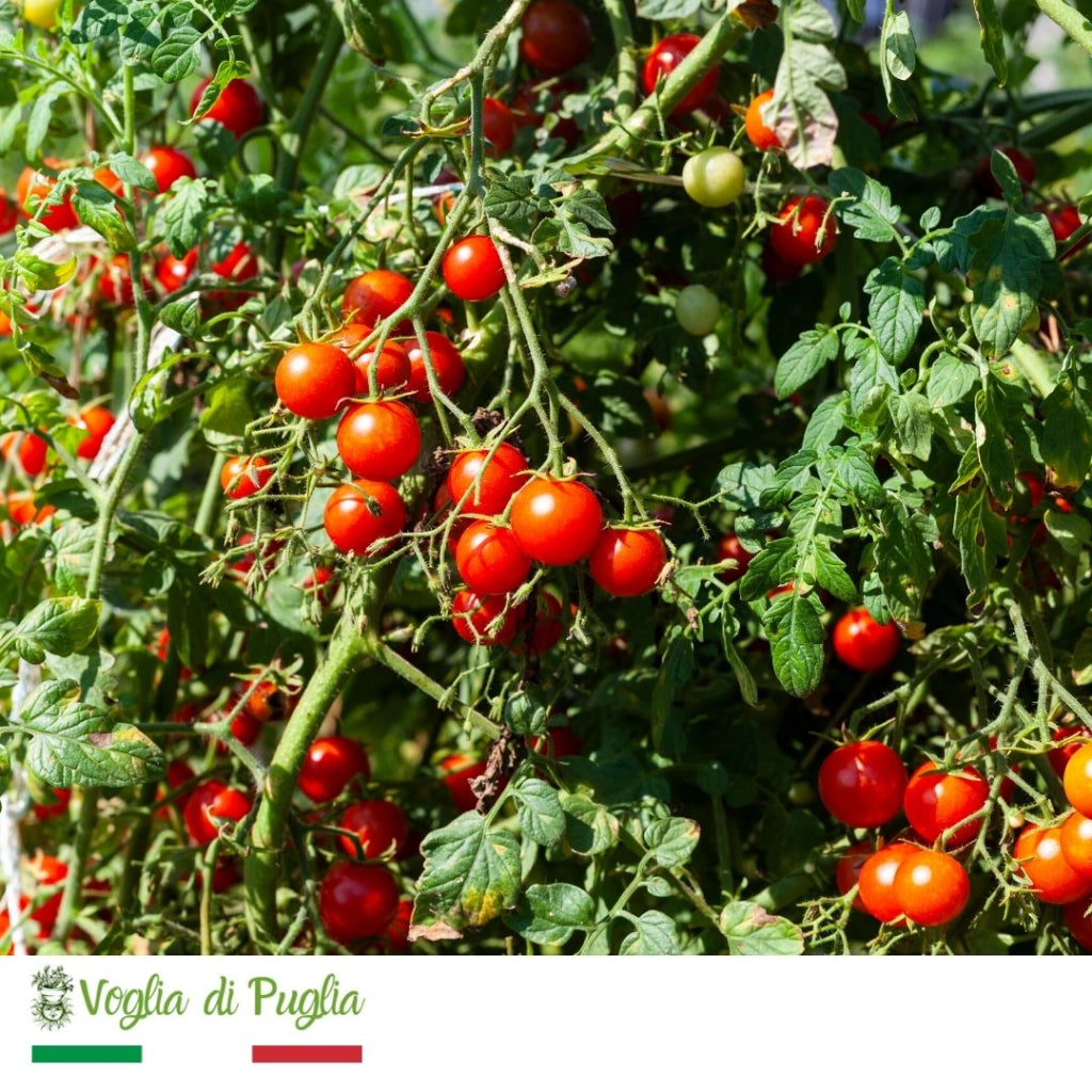 Passata di pomodoro artigianale voglia di puglia 6 bottiglie da lt 1 ognuno