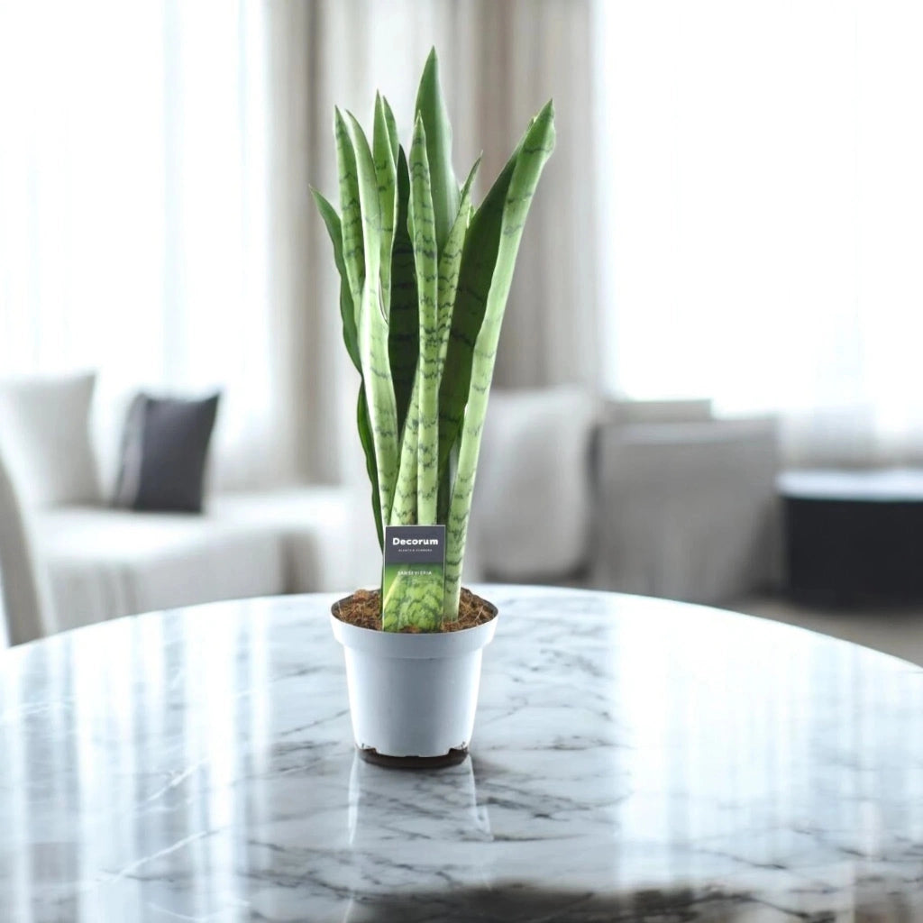 Gardenaria Sansevieria trifasciata 'Spearmint' - Pianta da interno ornamentale Altezza: 55 cm (vaso 14)