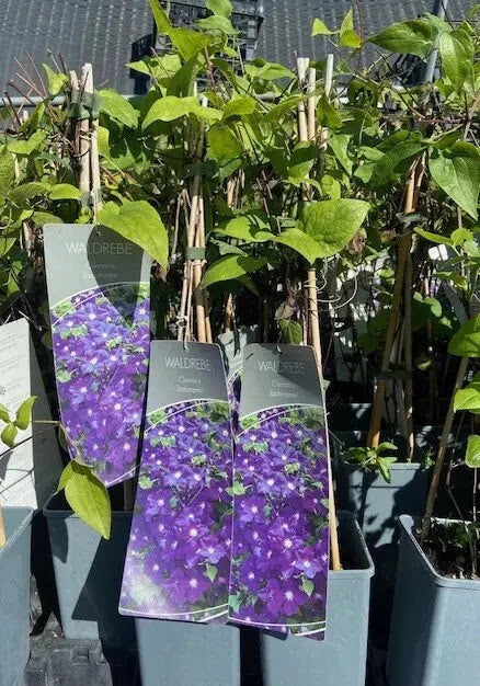 Gardenaria Clematis 'Jackmanii' - Pianta rampicante ornamentale da esterno Altezza: 100/125 cm (vaso19)