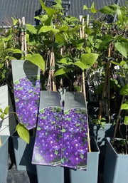 Gardenaria Clematis 'Jackmanii' - Pianta rampicante ornamentale da esterno Altezza: 100/125 cm (vaso19)