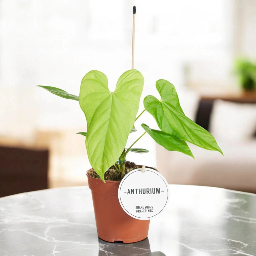 Gardenaria Anthurium 'Balaloanum' - Pianta da interno ornamentale Altezza: 40 cm (vaso 12)