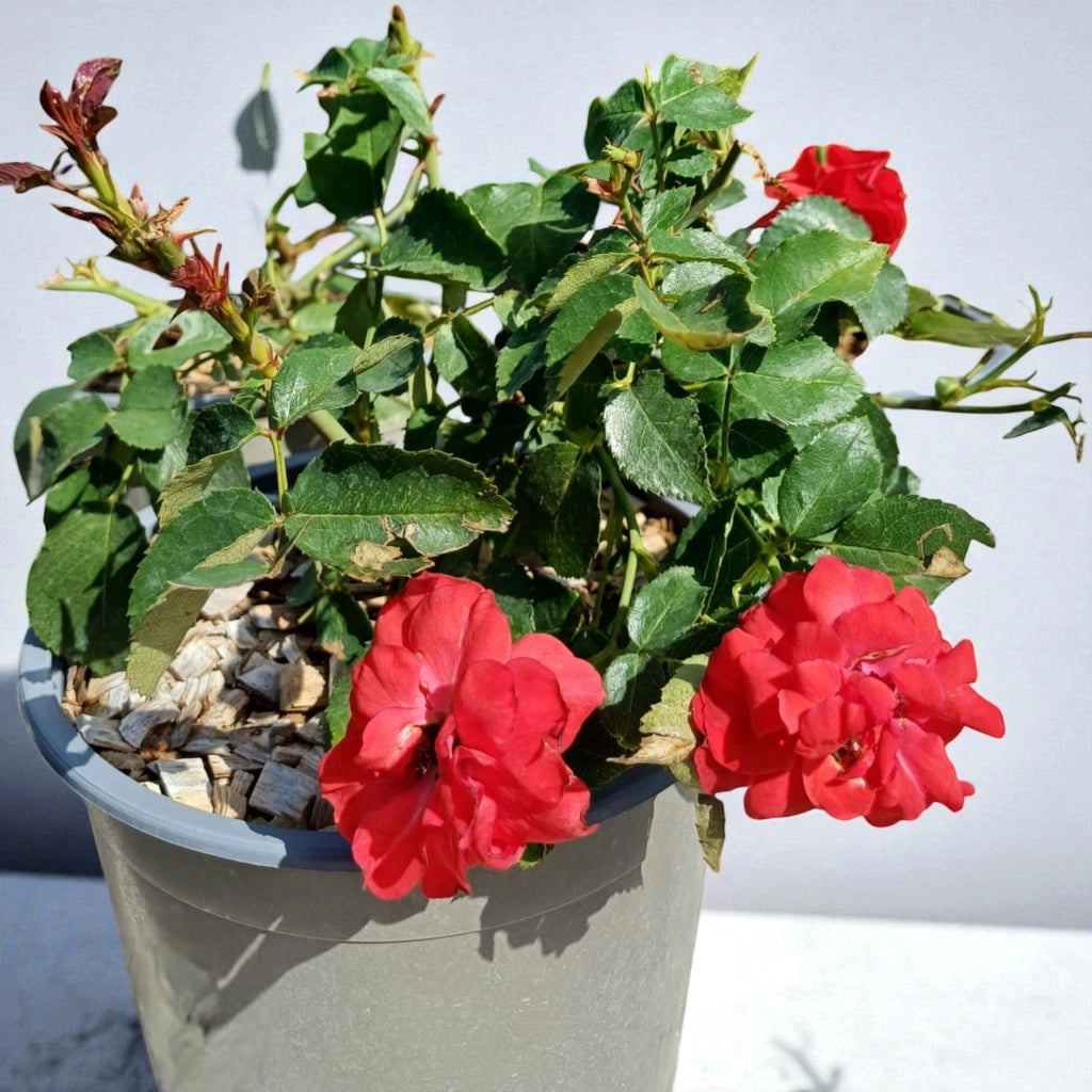 Gardenaria Rosa paesaggistica 'La Sevillana' - Rosa da giardino Altezza: 25/30 cm (vaso19)