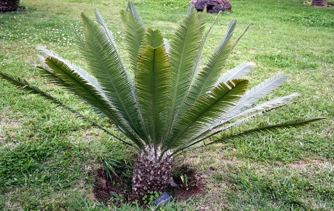 Dioon edule – Cicadea sempreverde ornamentale resistente dal fascino preistorico