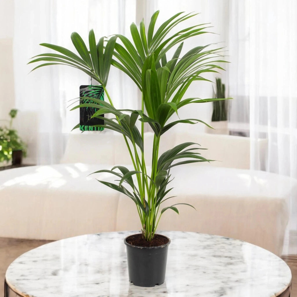 Gardenaria Howea forsteriana (Kentia) - Pianta da interno ornamentale Altezza: 120 cm (vaso 21)