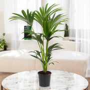 Gardenaria Howea forsteriana (Kentia) - Pianta da interno ornamentale Altezza: 120 cm (vaso 21)