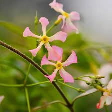 Trachelospermum asiaticum "Pink Shower" falso gelsomino rosa H 130cm