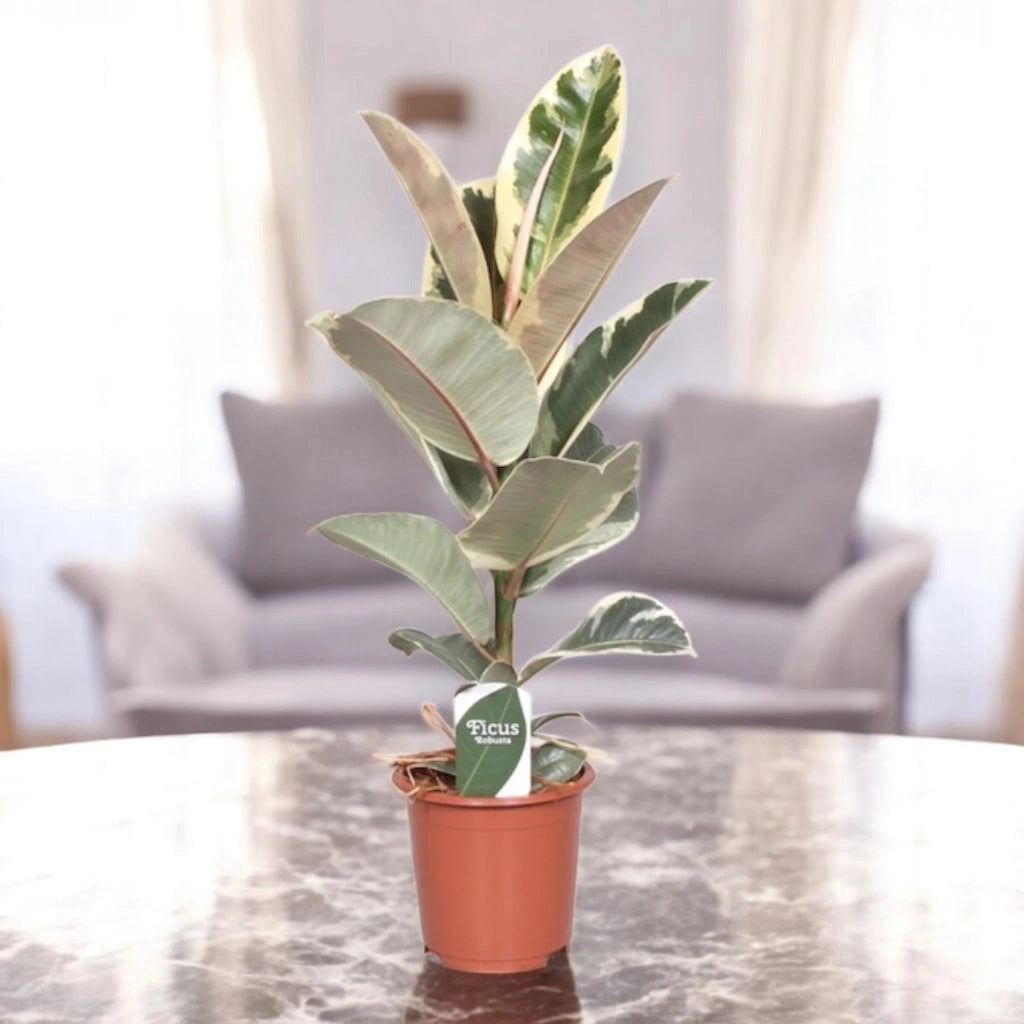 Gardenaria Ficus elastica 'Tineke' - Pianta da interno ornamentale Altezza: 55 cm (vaso 17)