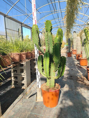 EUPHORBIA INGENS (EUFORBIA CANDELABRO) VASO 25