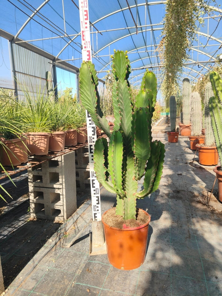 EUPHORBIA INGENS (EUFORBIA CANDELABRO) VASO 25