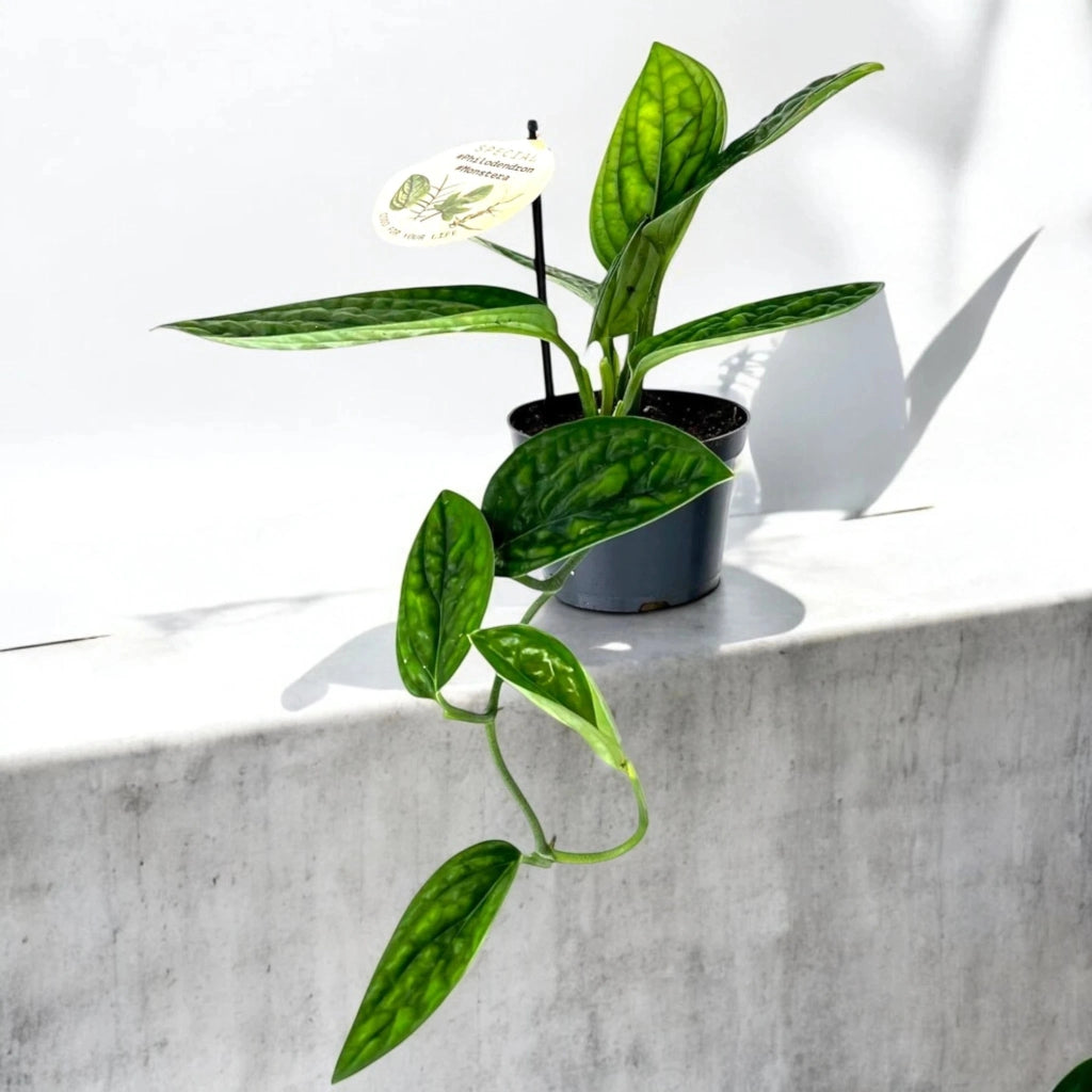 Gardenaria Monstera obliqua 'Peru' - Pianta da interno ornamentale Altezza: 25 cm (vaso 12)