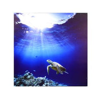 Quadro stampa bluetooth mare tartaruga blu cm60x60x4