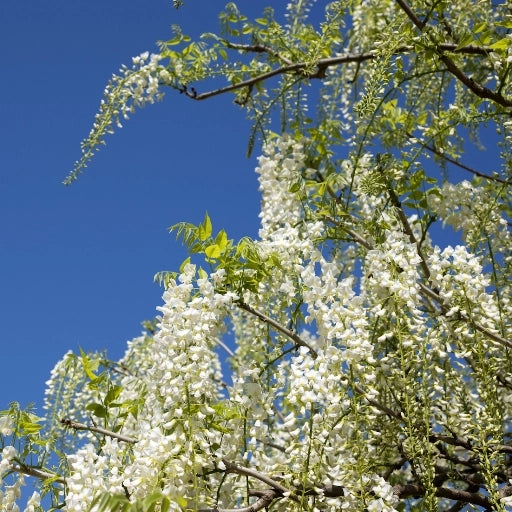Wisteria floribunda “Longissima Alba” - GLICINE BIANCO Pianta Rampicante H 190cm
