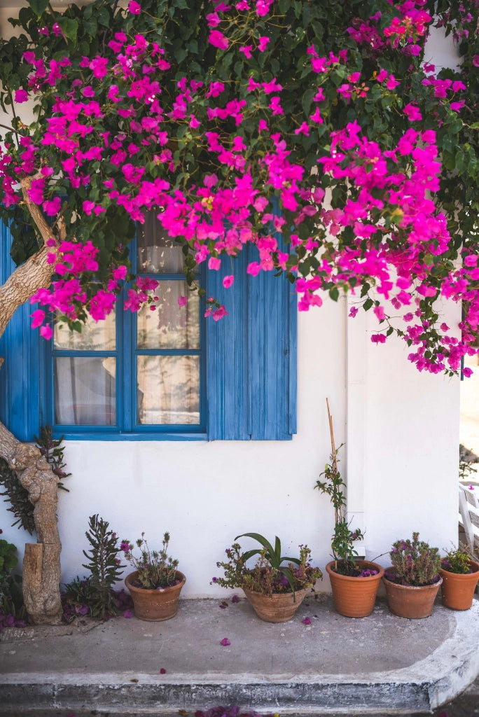 BOUGAINVILLEA CALIFORNIANA VIOLA VASO 24 H.220