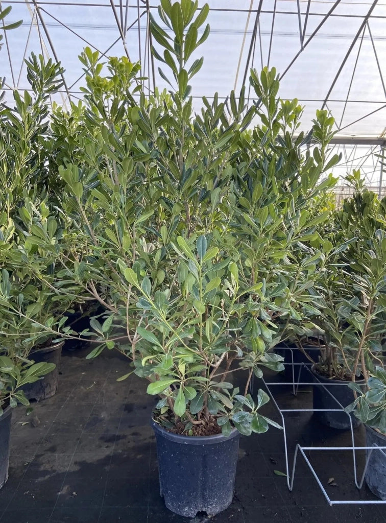 Gardenaria Pittosporo - Pittosporum tobira - Arbusto ornamentale da giardino Altezza: 80/100 cm (vaso 24)
