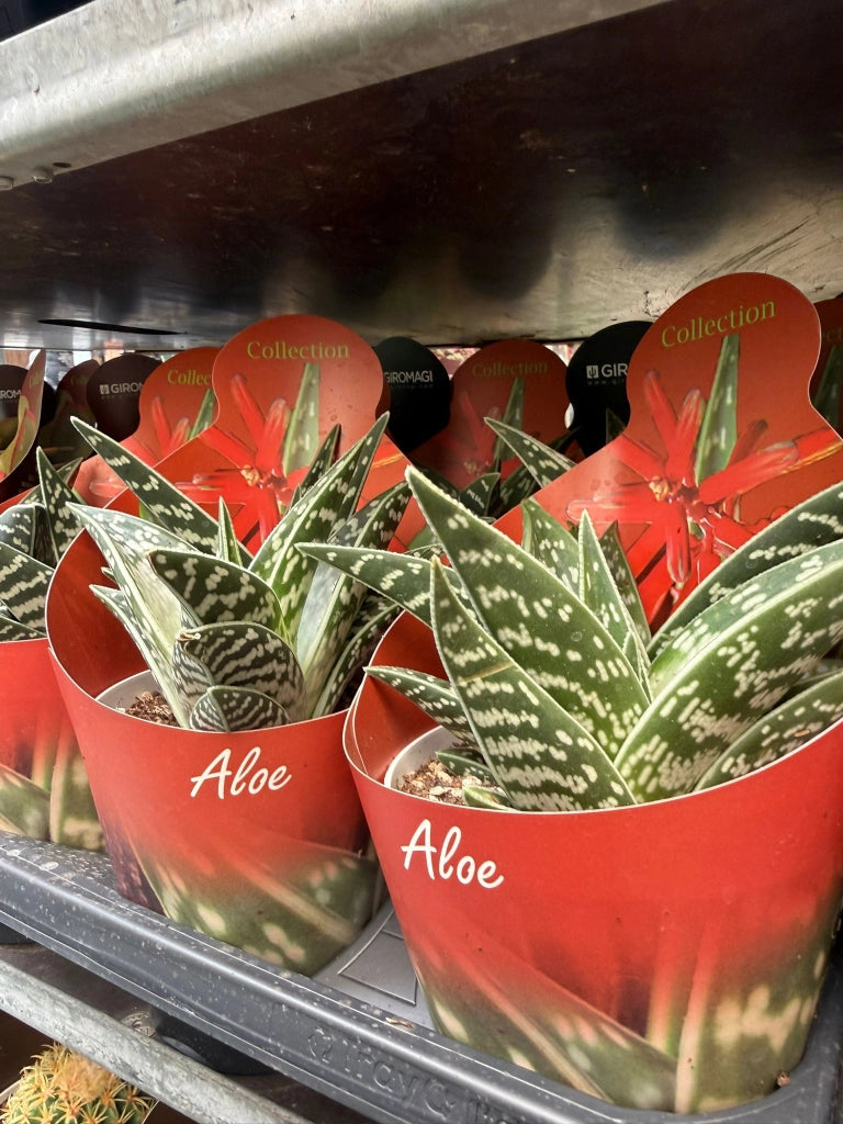 Aloe variegata vaso 14 cm – Succulenta