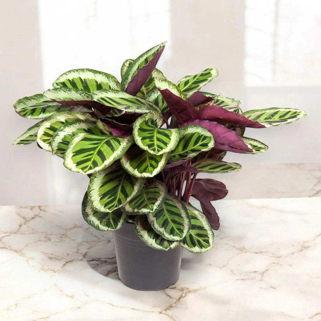 Gardenaria Calathea roseopicta 'Angela' - Pianta da interno ornamentale Altezza: 80 cm (vaso 19)