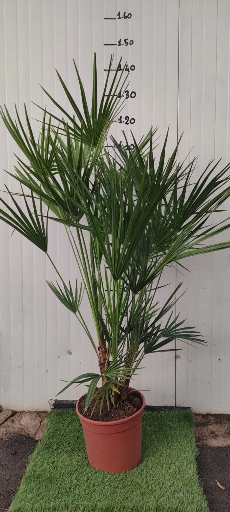 Chamaerops excelsa, palma nana, Palma di San Pietro h 140 vaso 35  foto reali